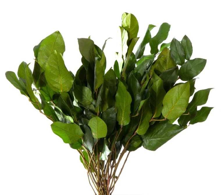 Foliaje Stabilizate – Naturale, Decorative și de Lungă Durată