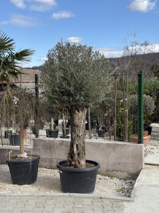 Vand plante ornamentale decorative