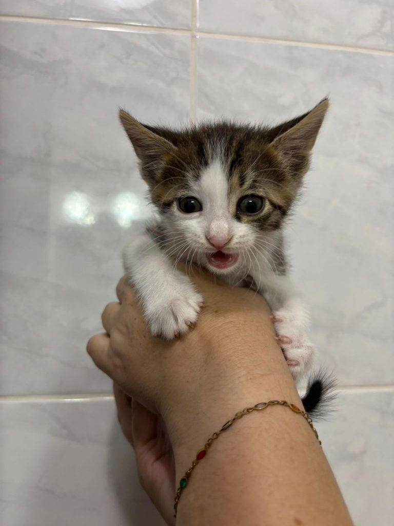 Adoptie responsabila Constanta