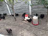 Familii de găini rasa Australorp & Pui de carne Broiler
