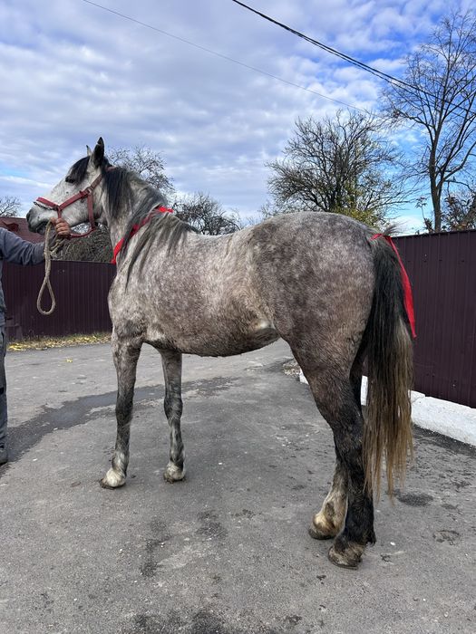 Iapa de 5 ani foarte cuminte