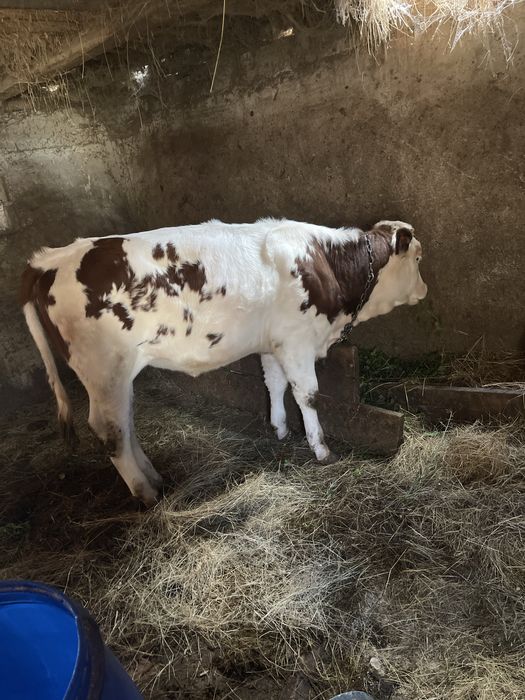 Vand vacii mai multe detali la telefon