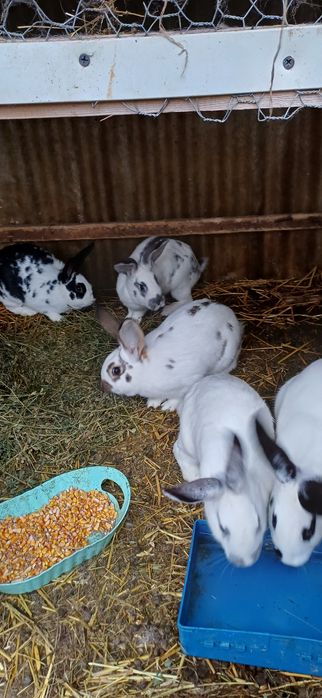 Vând 5 iepuri vârsta 5 luni