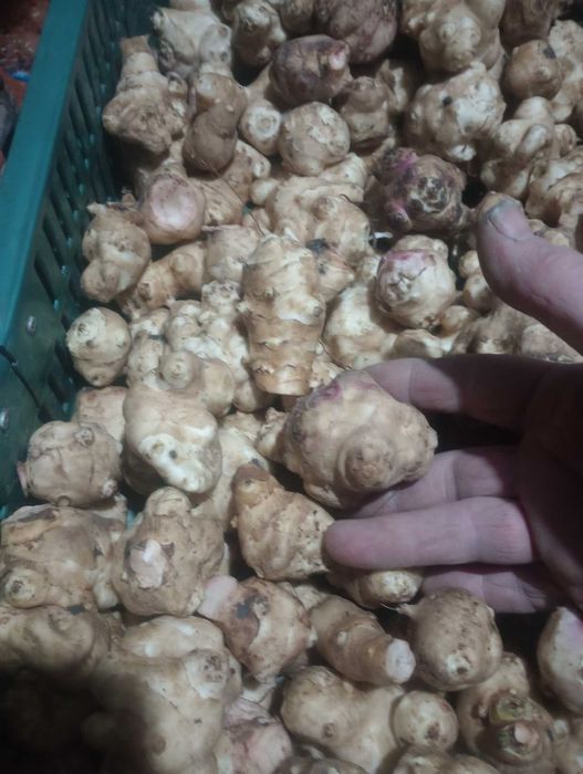 De vanzare topinambur