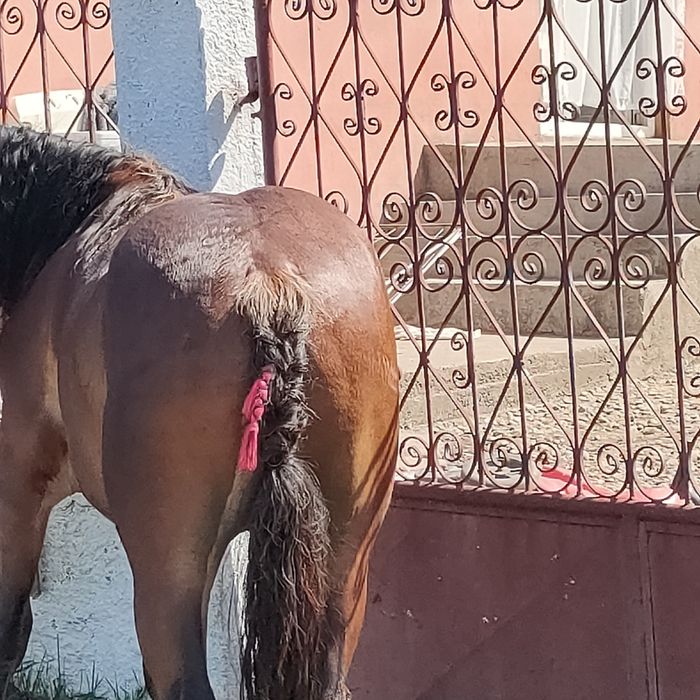 Vând sau schimb mânz de un an 1 50 la greabă