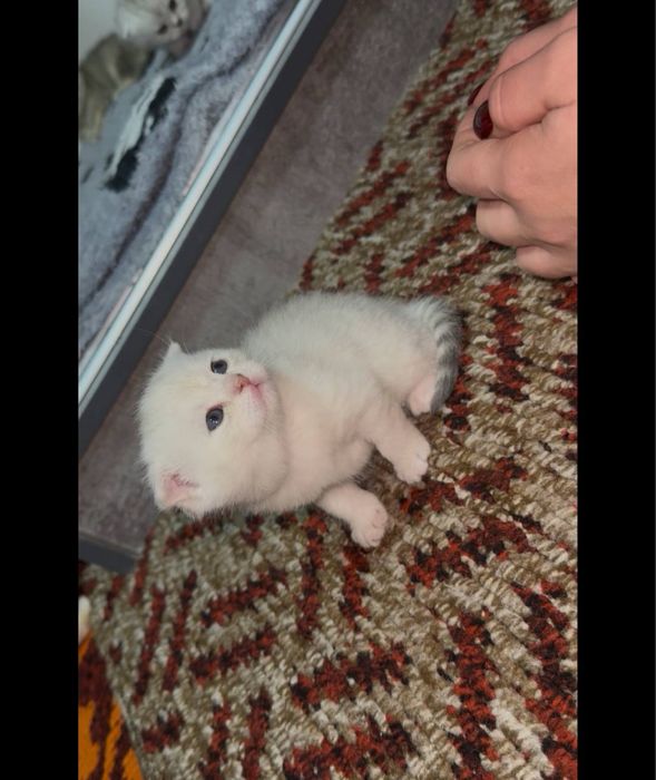 Готовятся к продаже британские котята