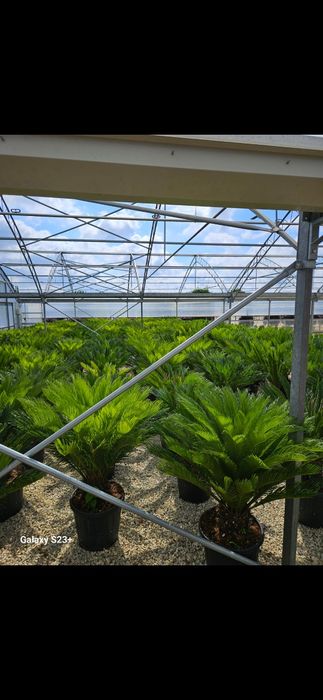 Vând plante ornamentale