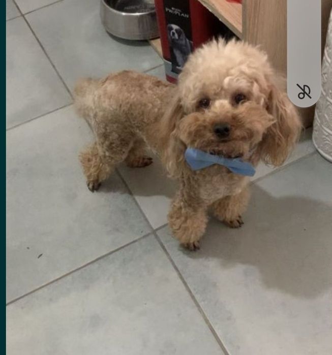 Пудел той Poodle toy с родословие
