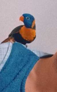 Papagal Lory Curcubeu crescut la seringă
