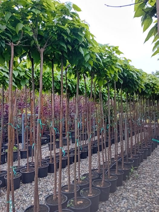 Vând catalpa globulară ornamentală