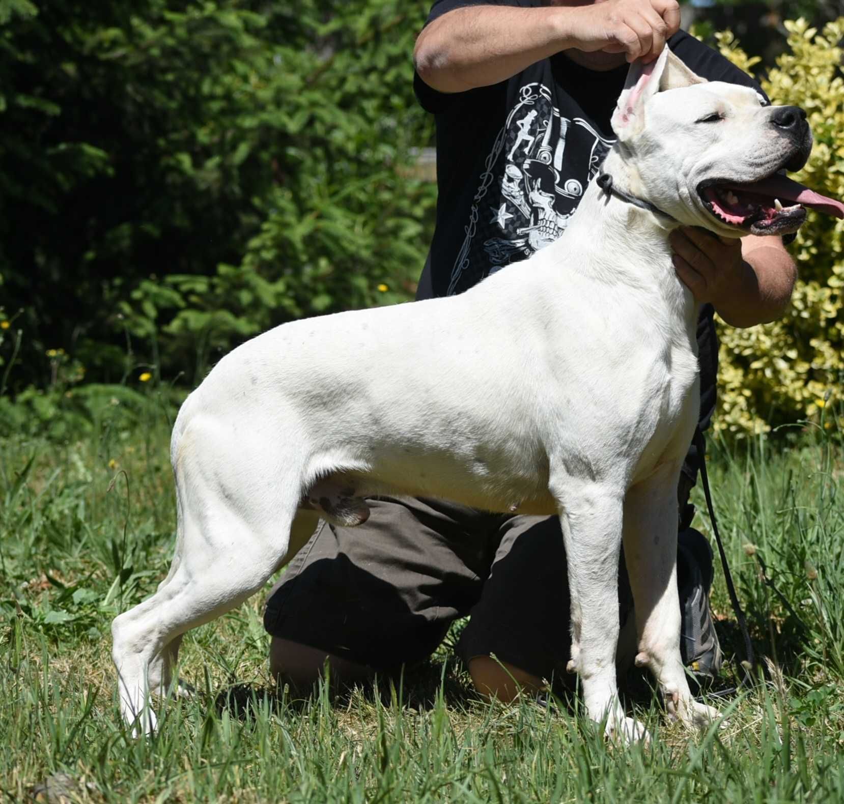 Vand mascul dogo argentino 2 ani