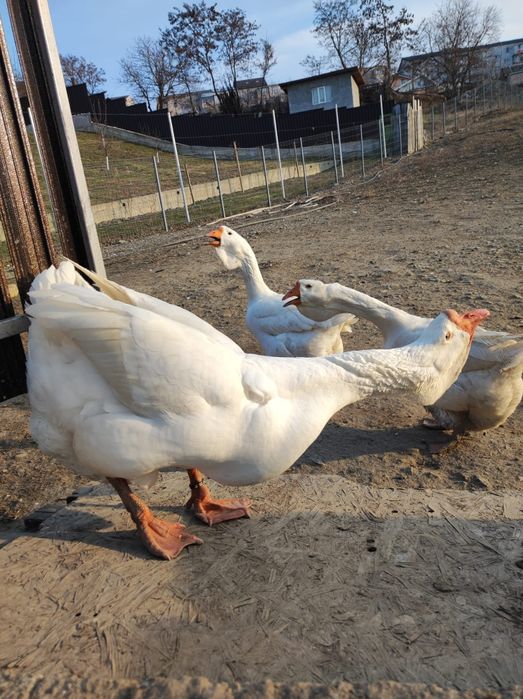 Gâște holmogor originale