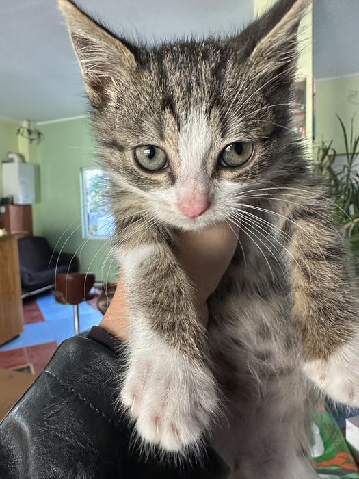 Pisicuta pentru adoptie