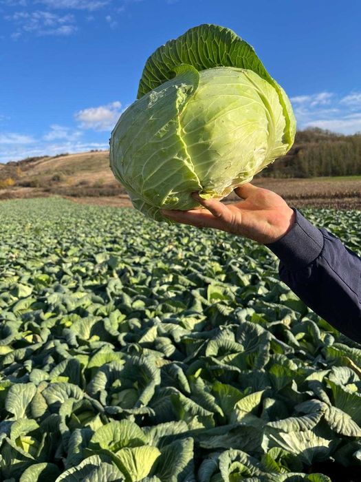 Varza pentru murat (cataleya)