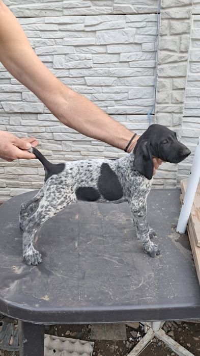 Brac german par scurt cu pedigree
