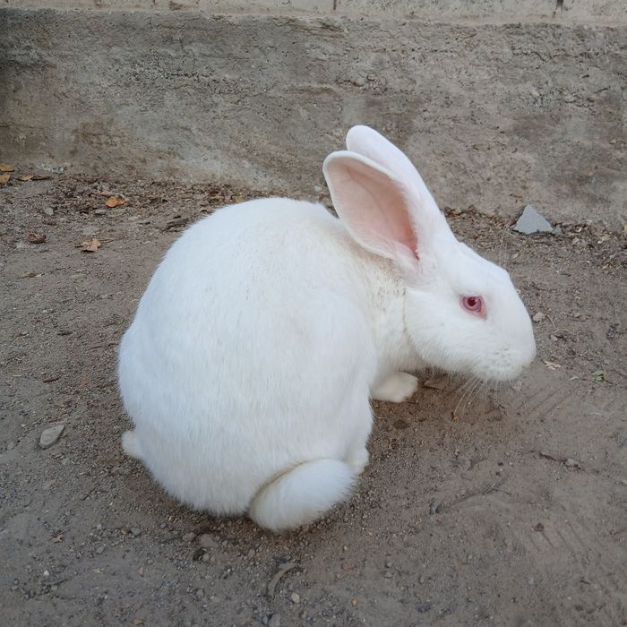 Quyonlar sotiladi, 2 ta, Jinsi: Samka, Boʻgʻoz ikkalasi xam, Fargʻona