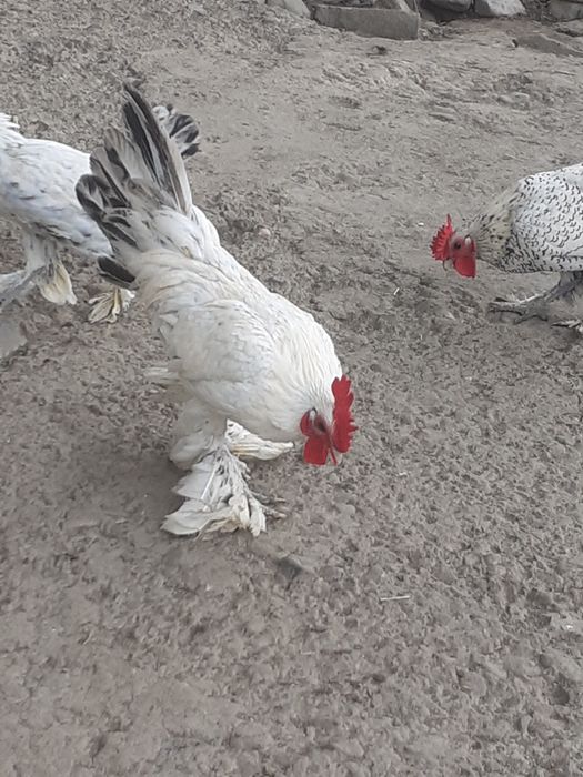 Mii de flori cocoși