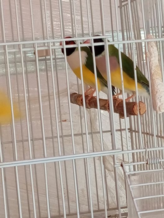 Papagali Gold Amandine o fata