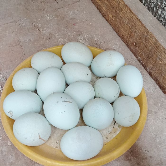 Домашний Ухеюль тухуми.