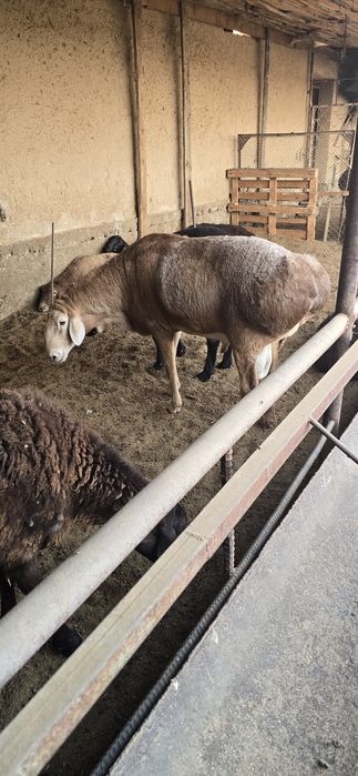 Арашан зотли йирик кочкор зот олиш учун сотилади