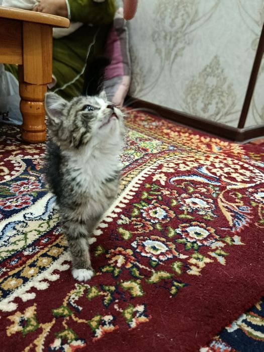 Uyda orgatilgan mushuk