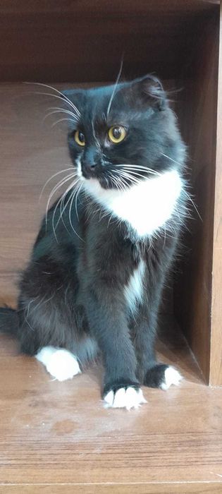 Симпатичный Кастрированный кот