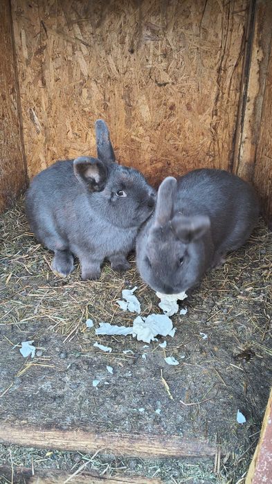 Iepure Albastru Vienez