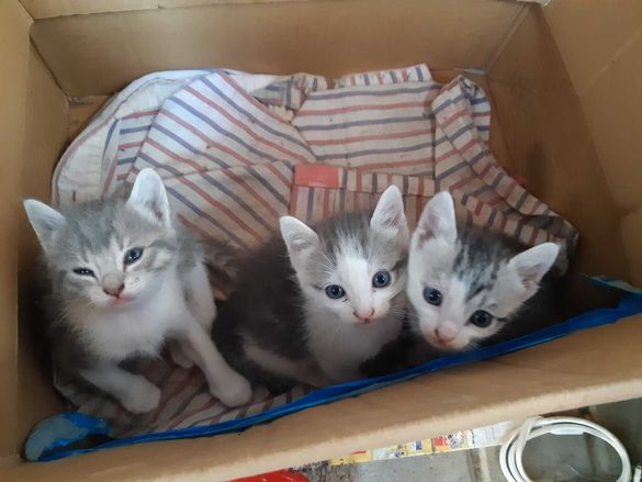 3 котенца за осиновяване