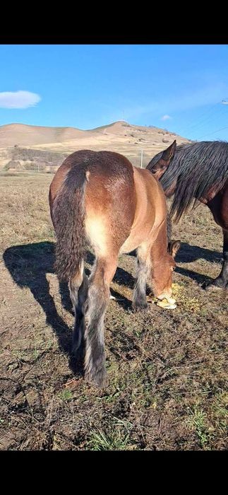 Vând manza de 5 luni