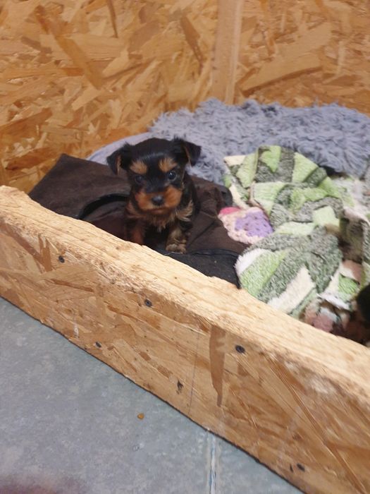 Adoptie Yorkshire terrier minitoy