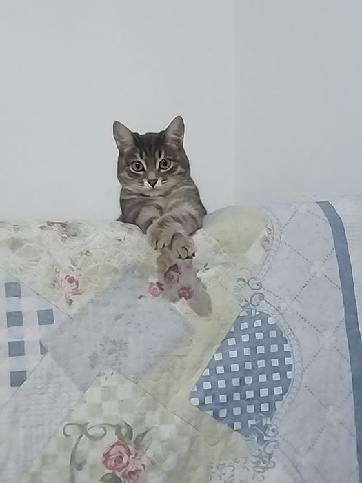 Отдам кошку в добрые руки