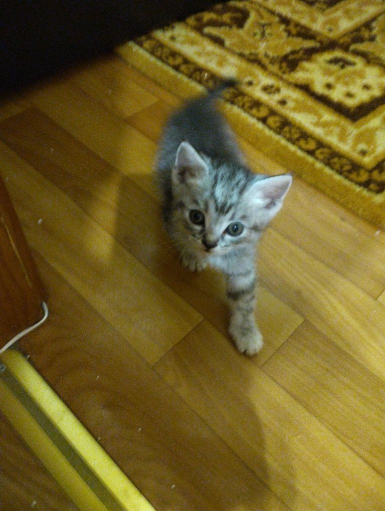Котята в добрые руки!