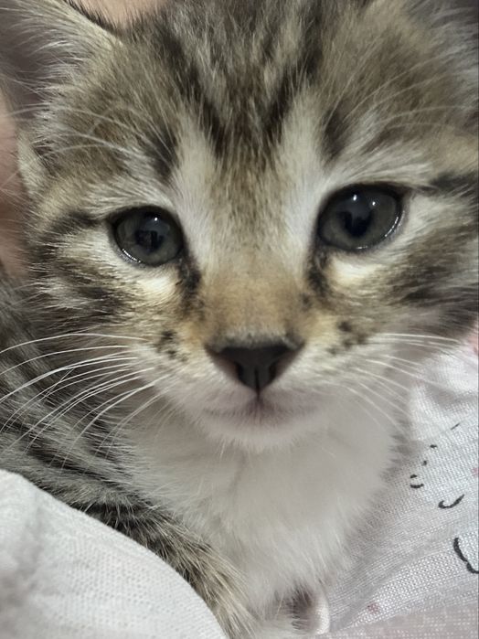 Очаравательная кошка по имени Альфредо СРОЧНО ПРОДАЕТЬСЯ