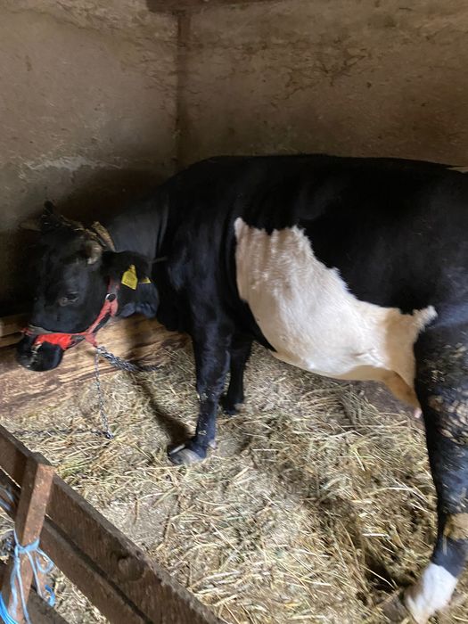 Vand vaca la prima fatare