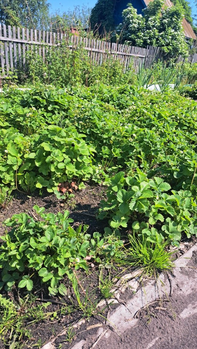 Продам ухоженную дачу в дачном обществе,,Борки,,