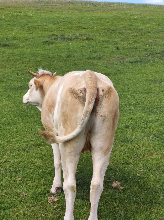 Vând vaci bălțate