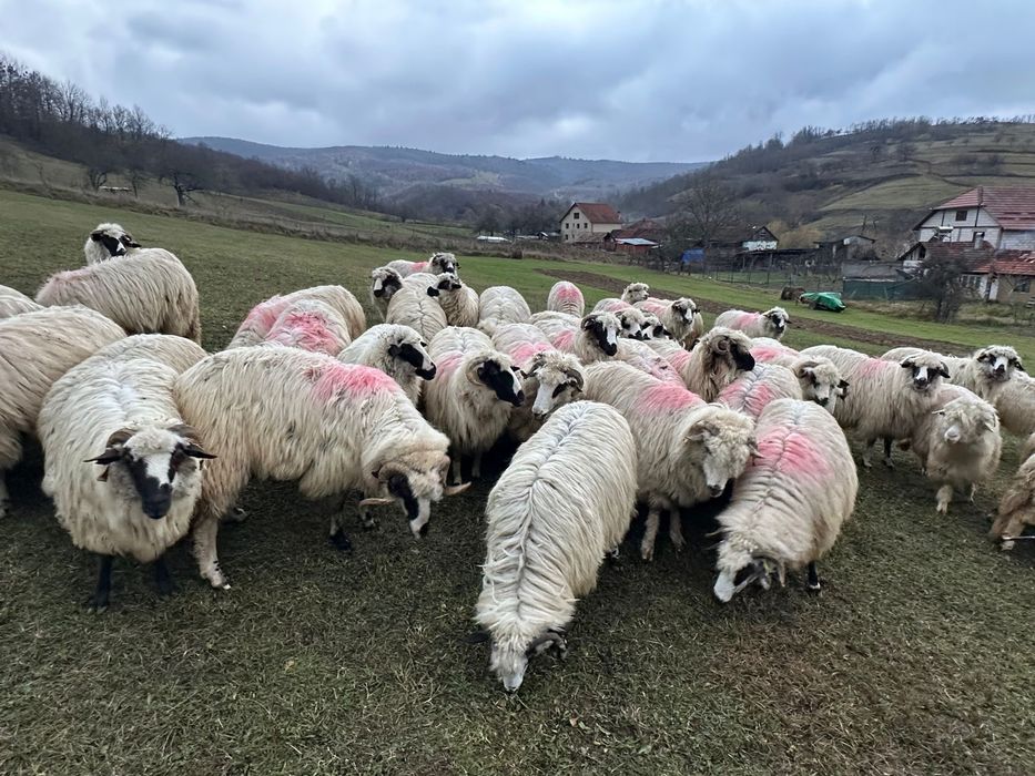 Oi de vanzare !!