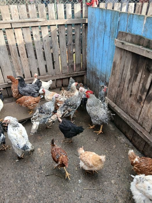 Gaini puii de țară