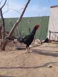 Kulangi xo'roz zotdor yaxshi urshadi