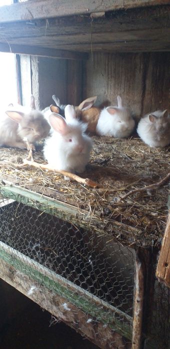 Pui mici și mari de iepurași pitici rase mici și rase mari