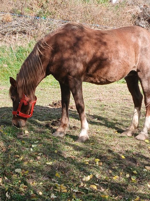 Vând sau schimb iapa de lucru