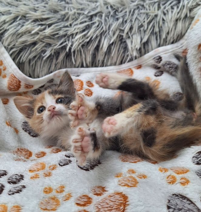 Pisica Ika îți încape într-o palmă. Adopt-o!