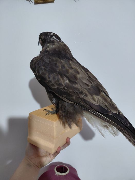 Uliu impaiat, taxidermie U2