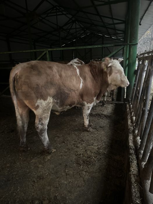 Vand 4 tauri cu certificat de origine