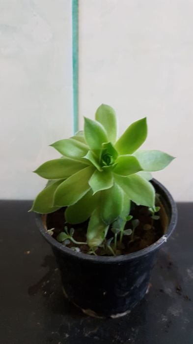 Plante pentru apartament pret mic