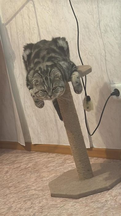 Вязка благородного чистокровного кота.