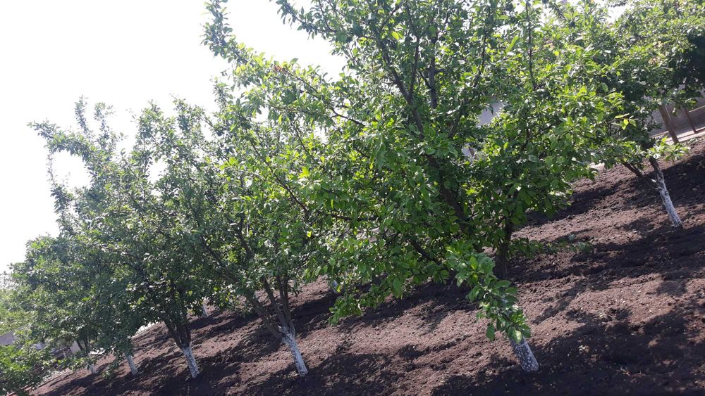 Продава се Парцел в с. Безмер, Област Ямбол - 850 кв.м за 21 €/кв.м - Снимка #4