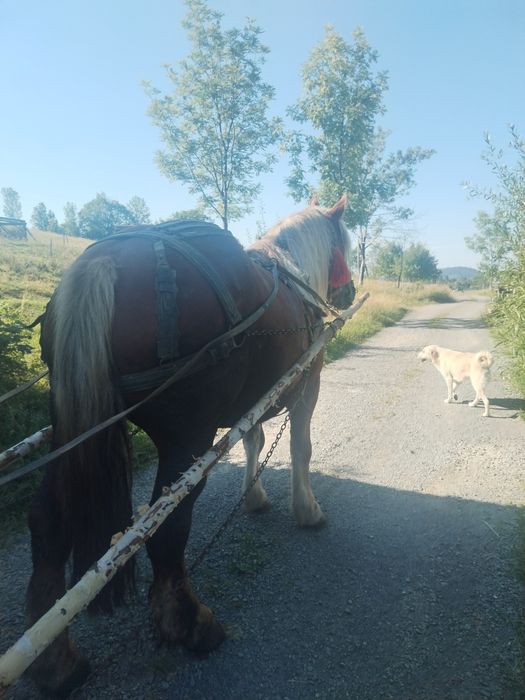 Cal mascul de 7 ani