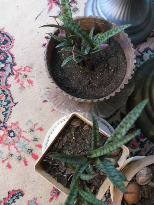 Продам молодые комнатные растения