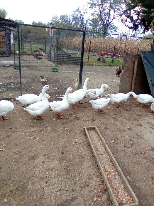 Vând 10 Gâște, 120lei buc